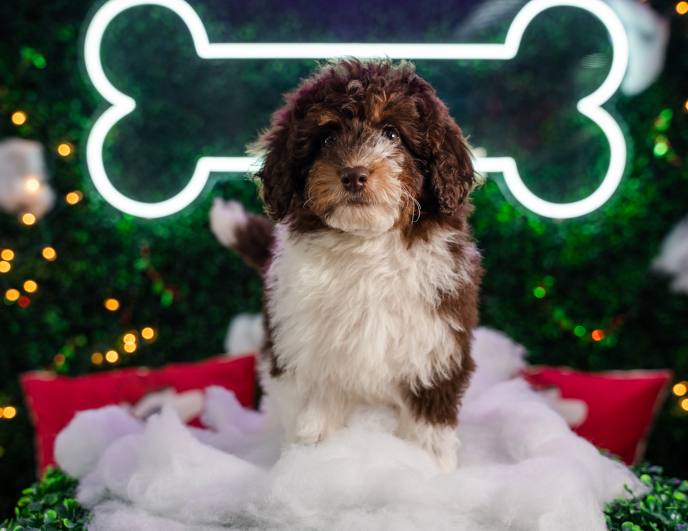 Best Mini Aussiedoodle Baby