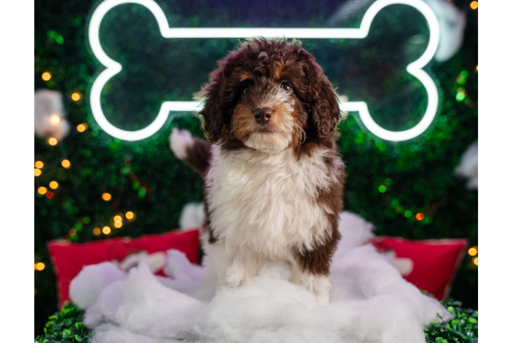 Meet Hydrangea - our Mini Aussiedoodle Puppy Photo 1/4 - Puppy Love PR Best Mini Aussiedoodle Baby