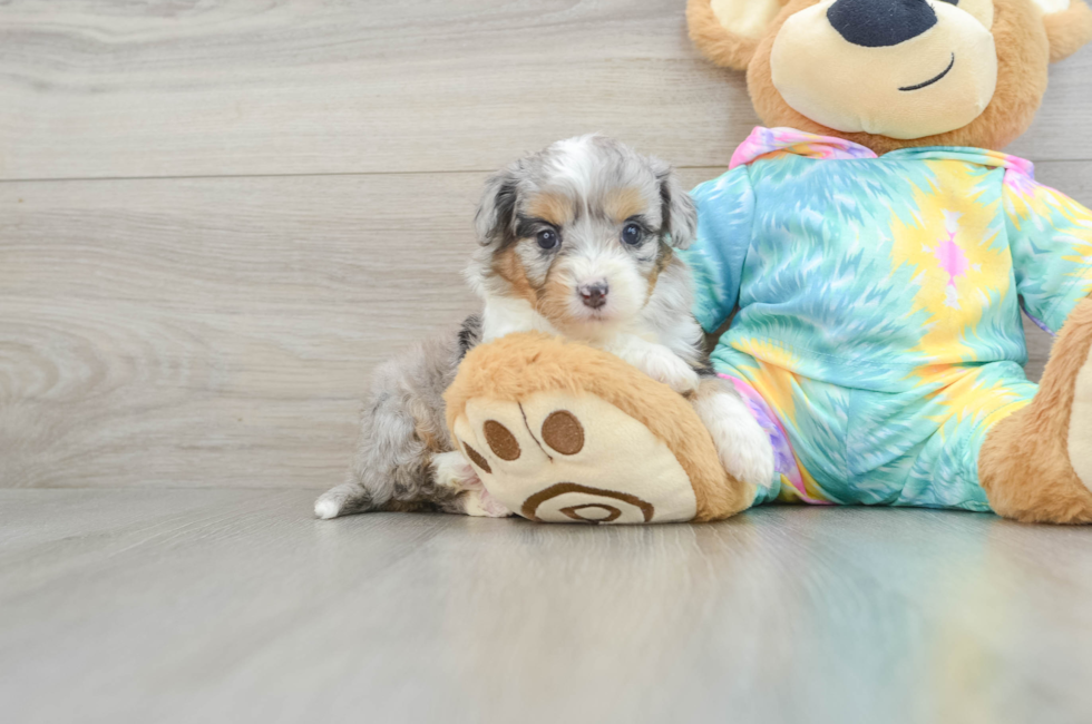 5 week old Mini Aussiedoodle Puppy For Sale - Puppy Love PR