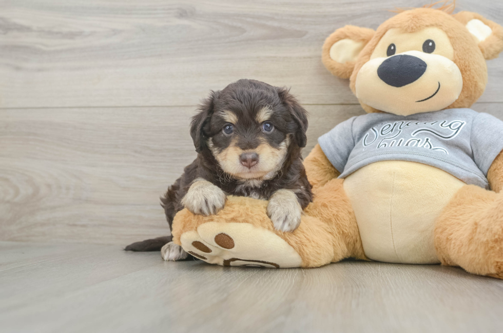 5 week old Mini Aussiedoodle Puppy For Sale - Puppy Love PR