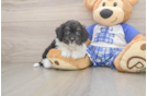 Mini Aussiedoodle Pup Being Cute