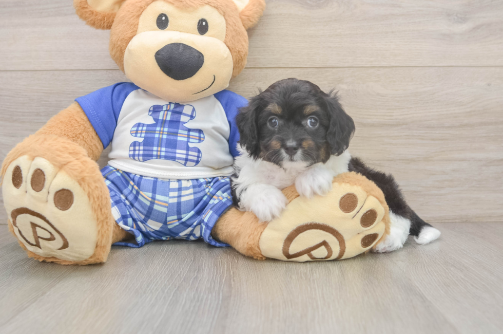 6 week old Mini Aussiedoodle Puppy For Sale - Puppy Love PR