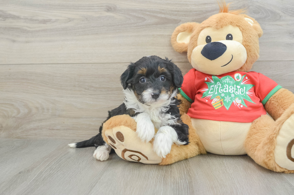 6 week old Mini Aussiedoodle Puppy For Sale - Puppy Love PR