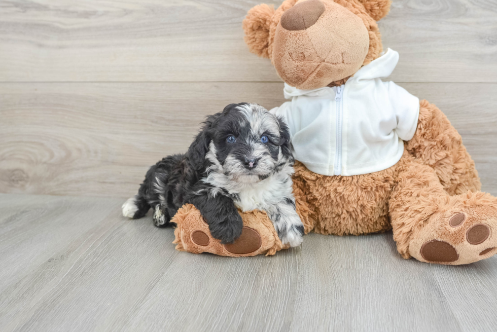 Cute Mini Aussiedoodle Baby