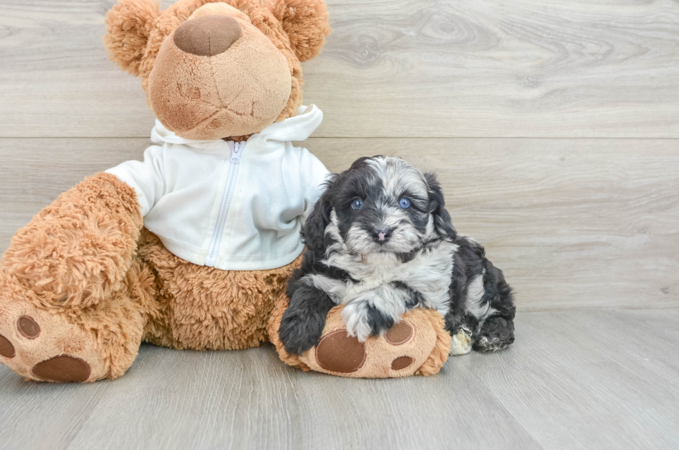 5 week old Mini Aussiedoodle Puppy For Sale - Puppy Love PR