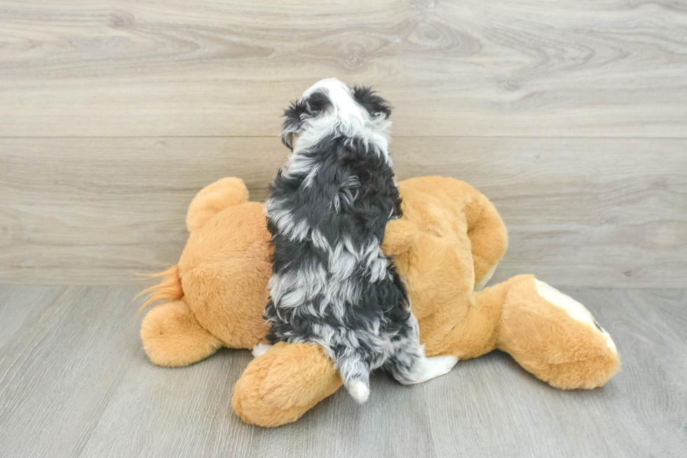 Cute Mini Aussiedoodle Baby