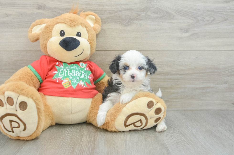 6 week old Mini Aussiedoodle Puppy For Sale - Puppy Love PR