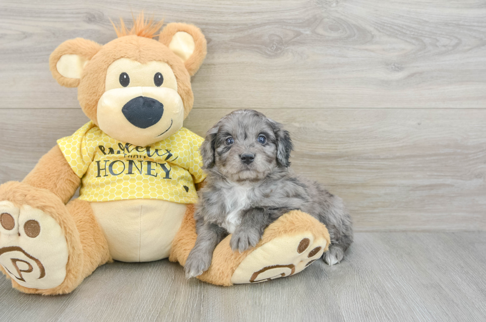 6 week old Mini Aussiedoodle Puppy For Sale - Puppy Love PR