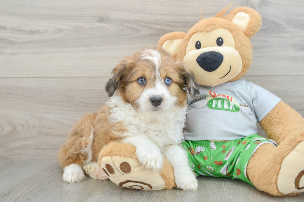 7 week old Mini Aussiedoodle Puppy For Sale - Puppy Love PR