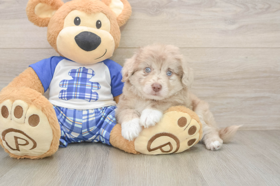 6 week old Mini Aussiedoodle Puppy For Sale - Puppy Love PR