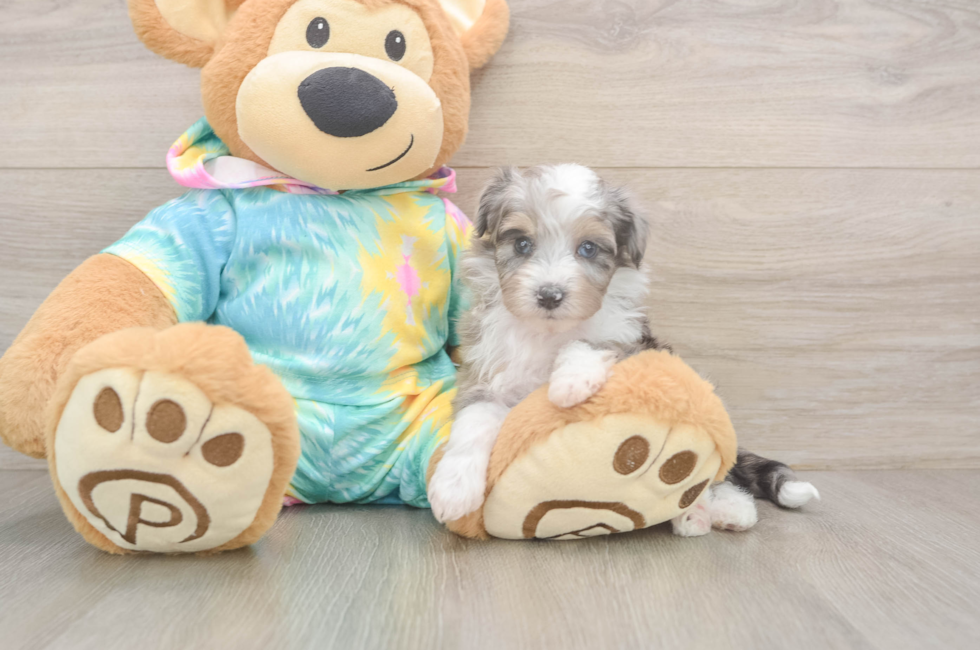 6 week old Mini Aussiedoodle Puppy For Sale - Puppy Love PR