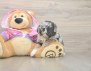 8 week old Mini Aussiedoodle Puppy For Sale - Puppy Love PR