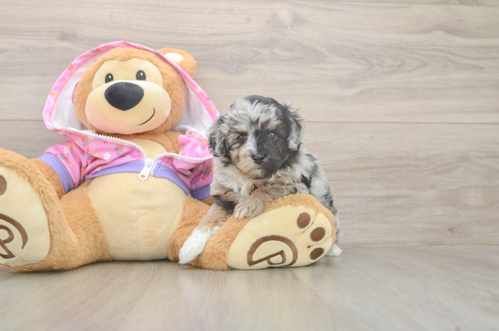 5 week old Mini Aussiedoodle Puppy For Sale - Puppy Love PR