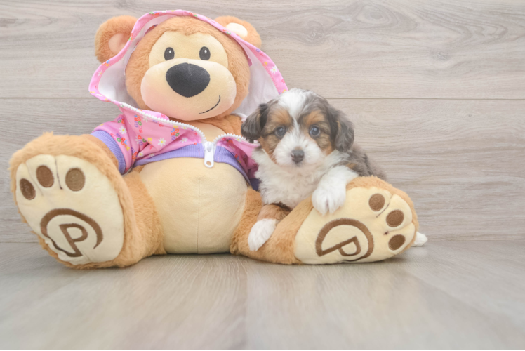 Little Mini Aussiepoo Poodle Mix Puppy