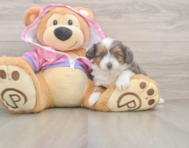 6 week old Mini Aussiedoodle Puppy For Sale - Puppy Love PR