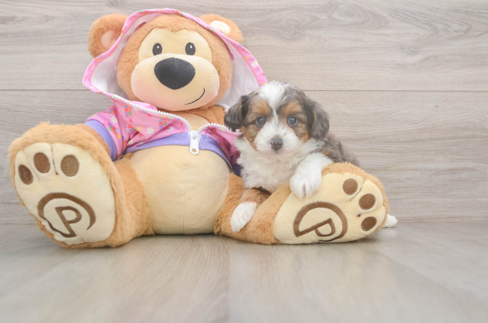 5 week old Mini Aussiedoodle Puppy For Sale - Puppy Love PR