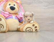 6 week old Mini Aussiedoodle Puppy For Sale - Puppy Love PR