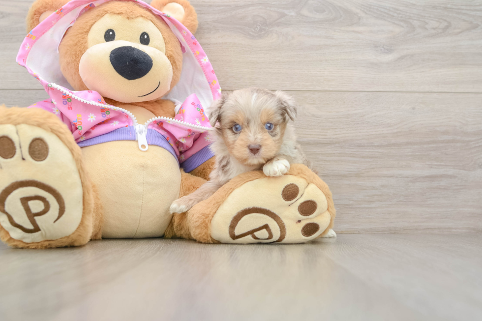 Mini Aussiedoodle Pup Being Cute