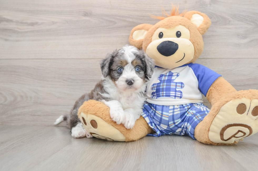 Mini Aussiedoodle Puppy for Adoption