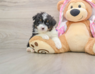 7 week old Mini Aussiedoodle Puppy For Sale - Puppy Love PR