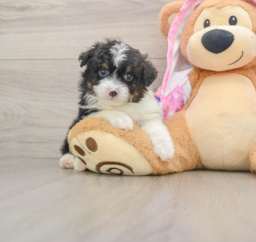 7 week old Mini Aussiedoodle Puppy For Sale - Puppy Love PR