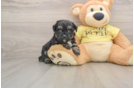 Adorable Aussiepoo Poodle Mix Puppy