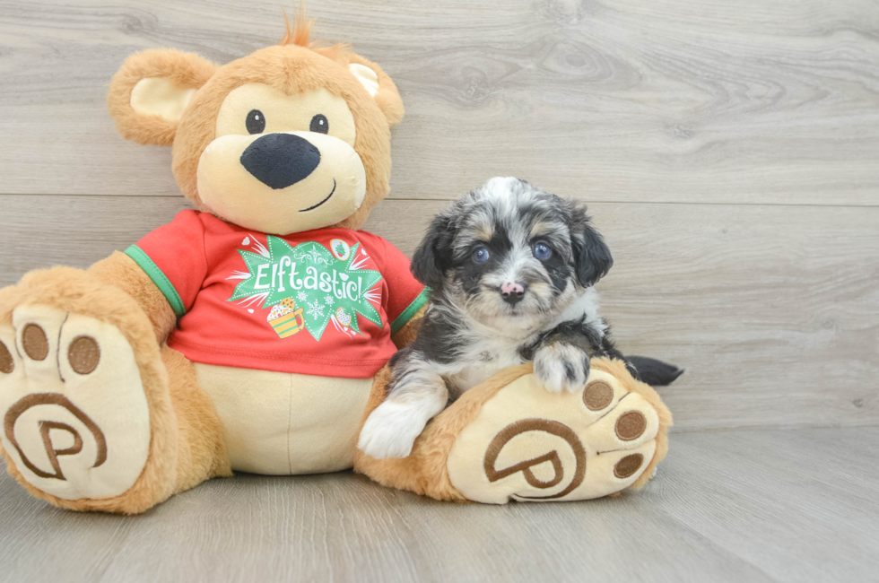 6 week old Mini Aussiedoodle Puppy For Sale - Puppy Love PR