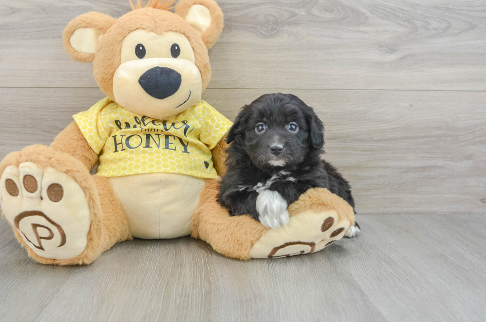 6 week old Mini Aussiedoodle Puppy For Sale - Puppy Love PR