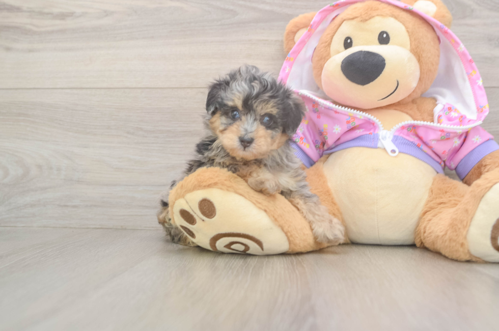6 week old Mini Aussiedoodle Puppy For Sale - Puppy Love PR