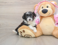 8 week old Mini Aussiedoodle Puppy For Sale - Puppy Love PR