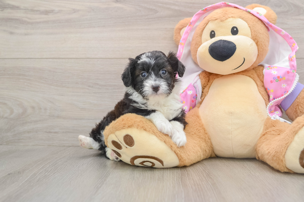 Mini Aussiedoodle Puppy for Adoption