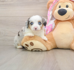 8 week old Mini Aussiedoodle Puppy For Sale - Puppy Love PR