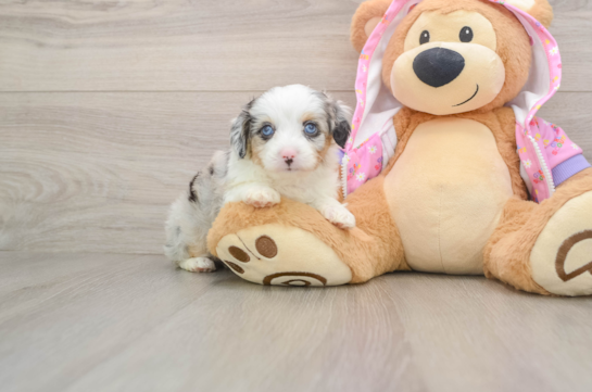 Best Mini Aussiedoodle Baby