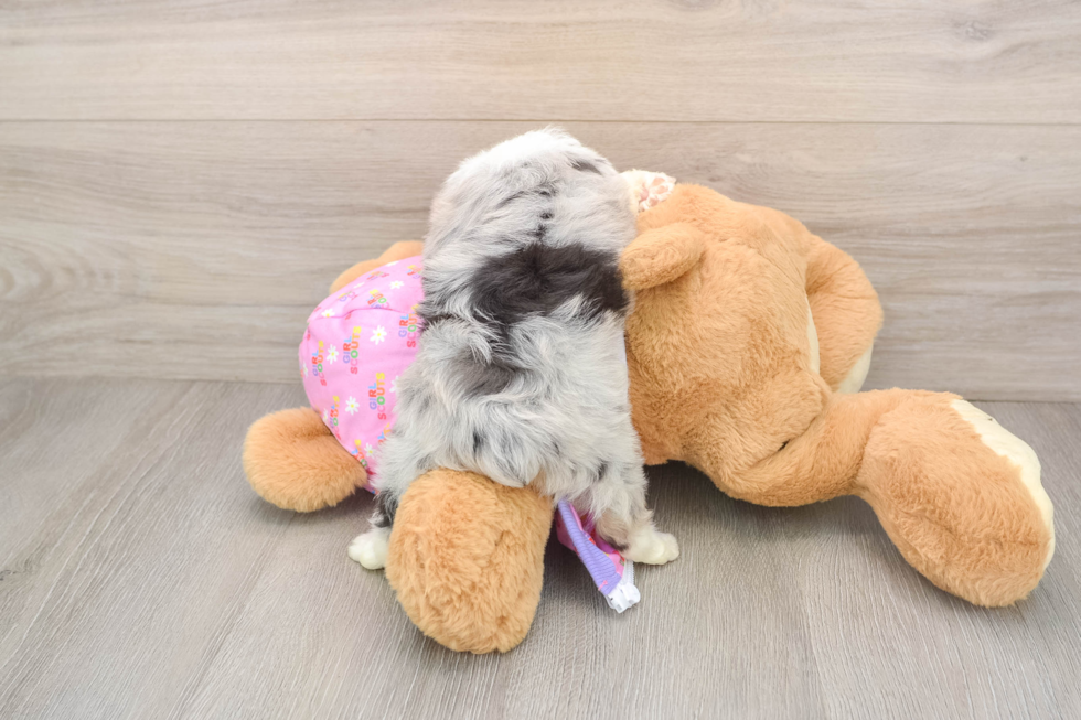 Mini Aussiedoodle Pup Being Cute