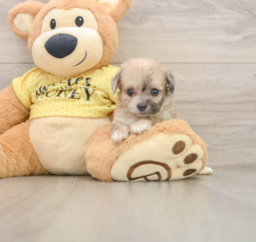 9 week old Mini Aussiedoodle Puppy For Sale - Puppy Love PR