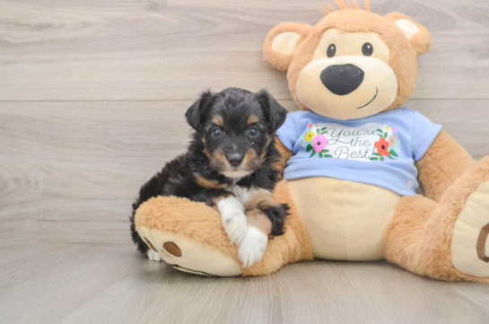 Best Mini Aussiedoodle Baby