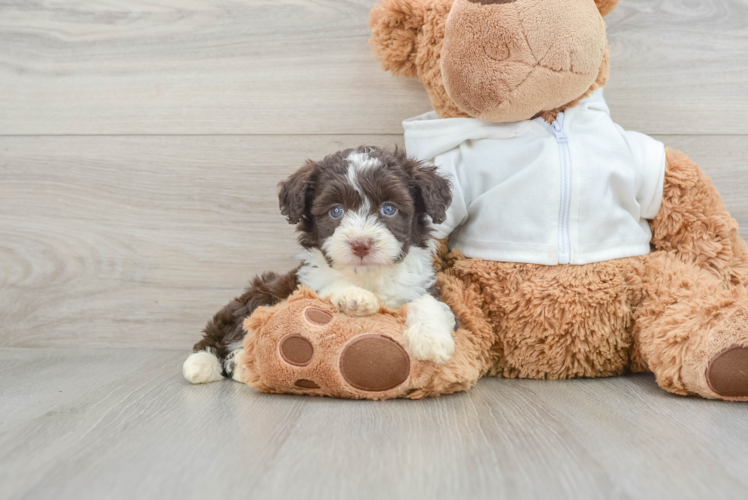 Best Mini Aussiedoodle Baby