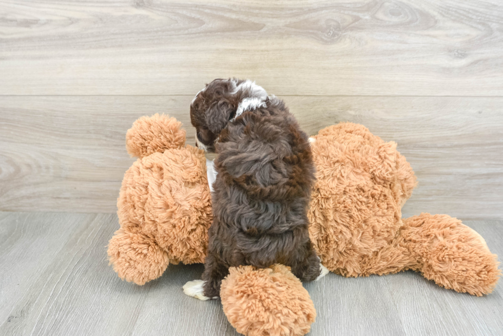 Best Mini Aussiedoodle Baby