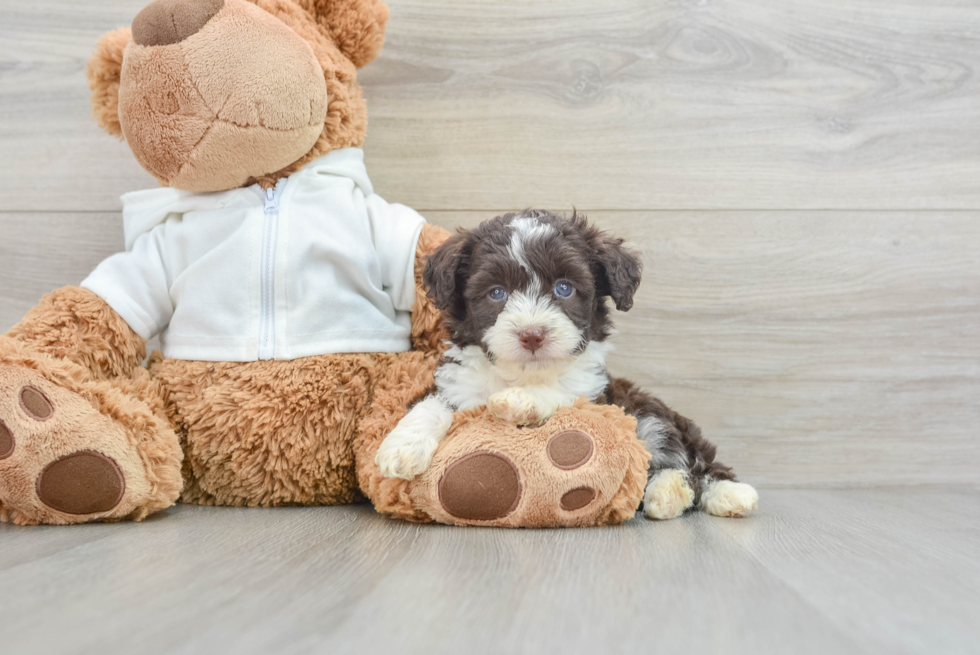 Small Mini Aussiedoodle Baby