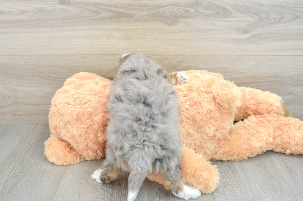 Mini Aussiedoodle Pup Being Cute