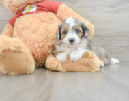 8 week old Mini Aussiedoodle Puppy For Sale - Puppy Love PR