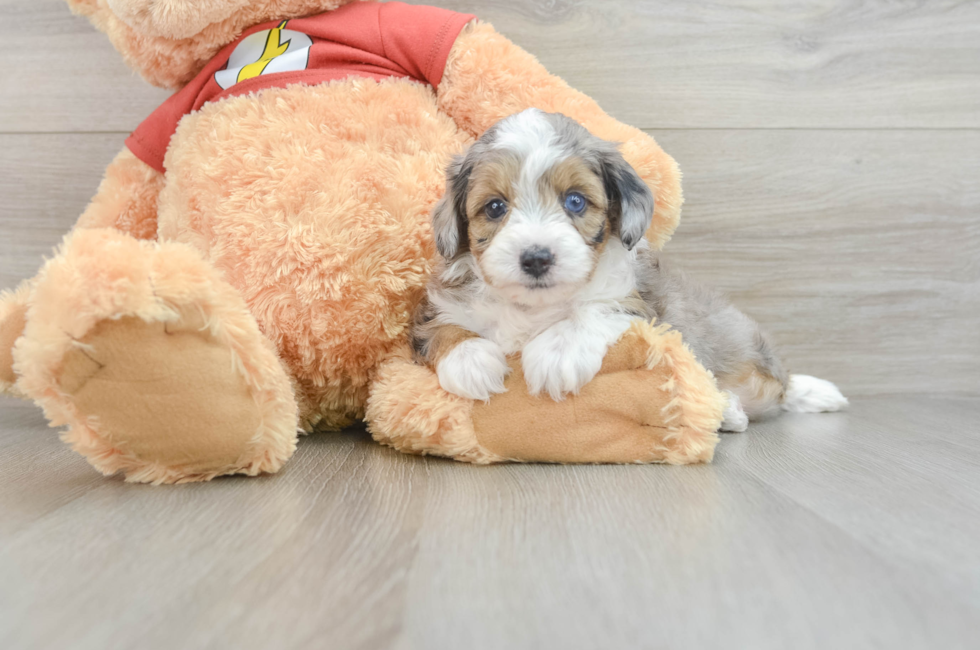 8 week old Mini Aussiedoodle Puppy For Sale - Puppy Love PR