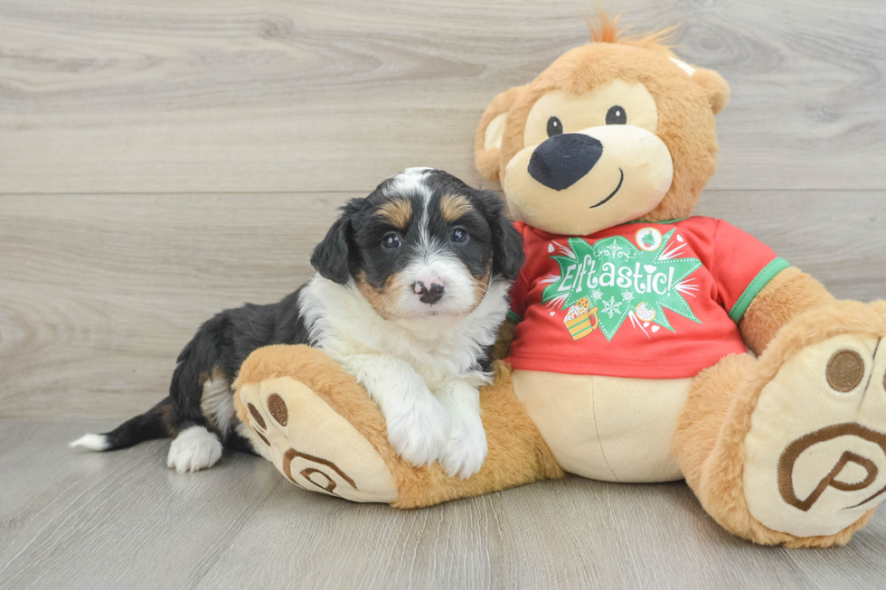 Mini Aussiedoodle Puppy for Adoption