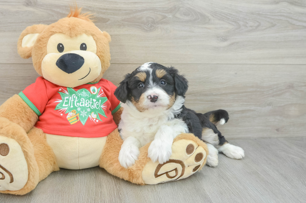 6 week old Mini Aussiedoodle Puppy For Sale - Puppy Love PR