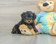 8 week old Mini Aussiedoodle Puppy For Sale - Puppy Love PR