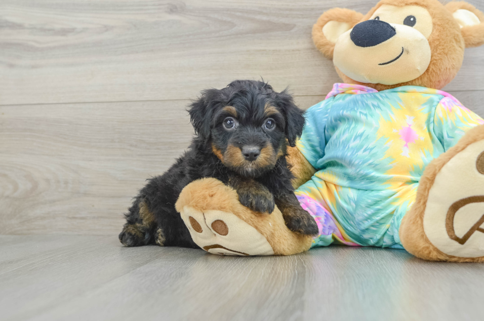 8 week old Mini Aussiedoodle Puppy For Sale - Puppy Love PR