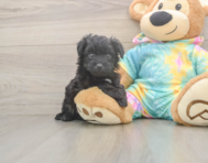 6 week old Mini Aussiedoodle Puppy For Sale - Puppy Love PR