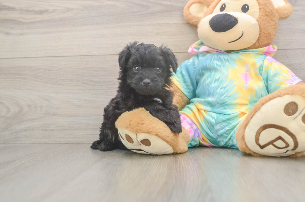 6 week old Mini Aussiedoodle Puppy For Sale - Puppy Love PR