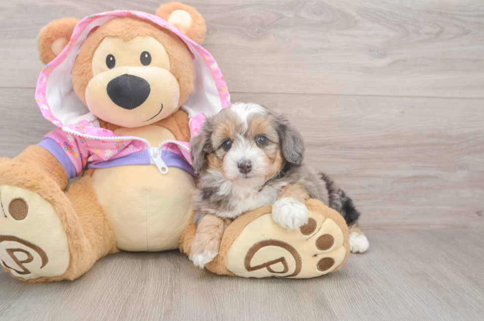 5 week old Mini Aussiedoodle Puppy For Sale - Puppy Love PR