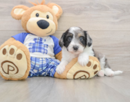 9 week old Mini Aussiedoodle Puppy For Sale - Puppy Love PR